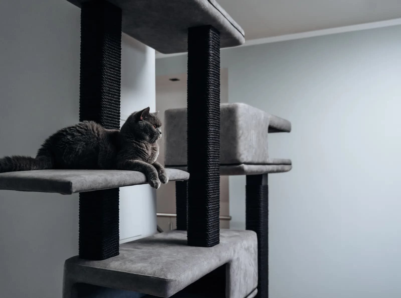ATLAS Prime – modularer Kratzbaum für große Katzen, Ansicht 4