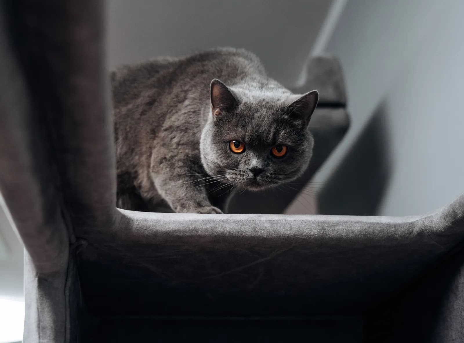 ATLAS Prime – modularer Kratzbaum für große Katzen, Ansicht 5