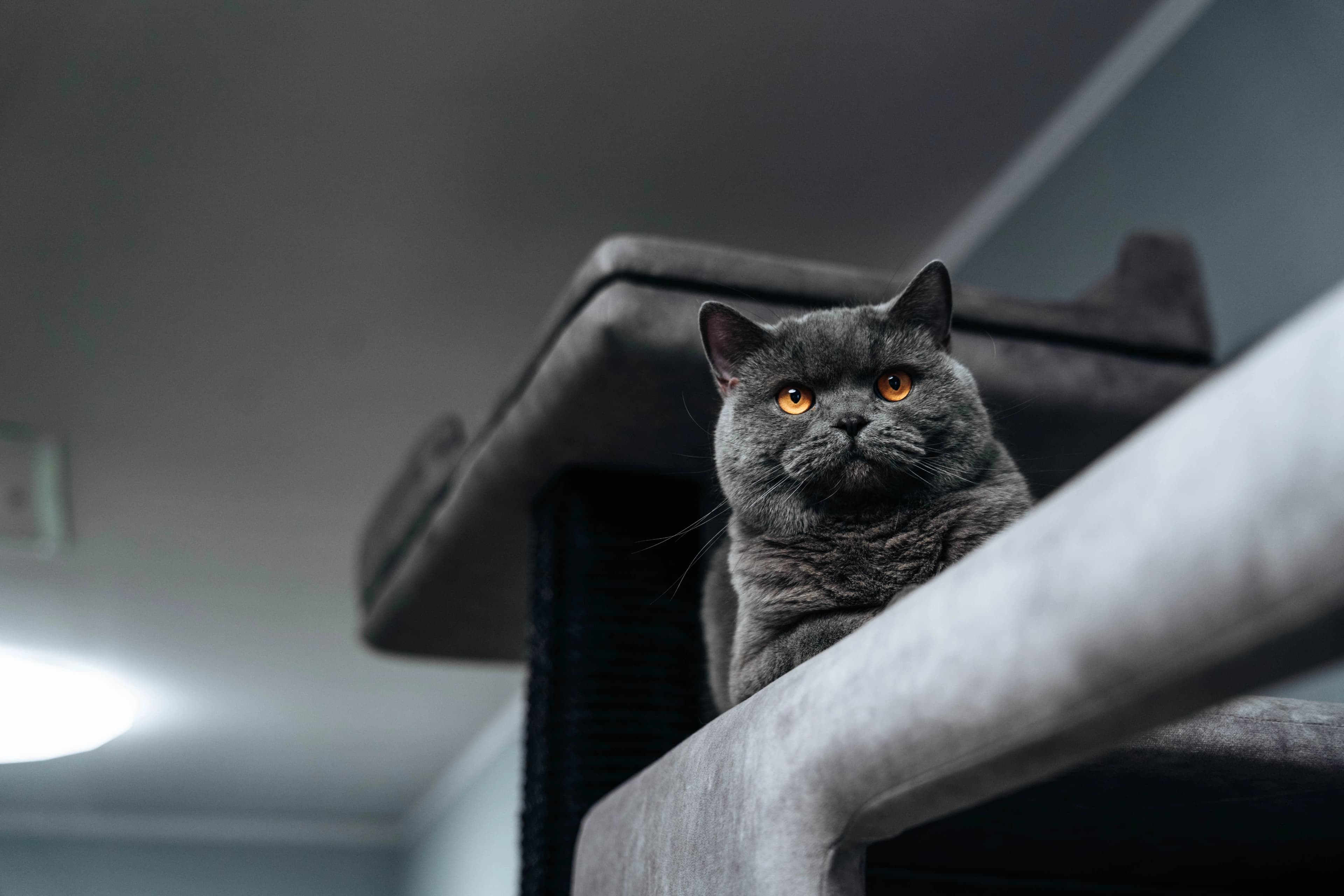 Draperium premium scratcher for breeders and clients